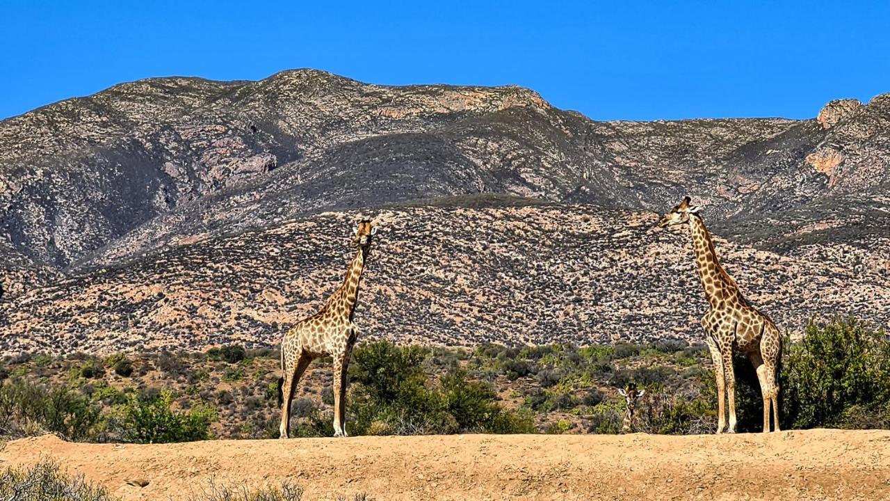 ליידיסמית Rooiberg Wild Private Game Reserve מראה חיצוני תמונה